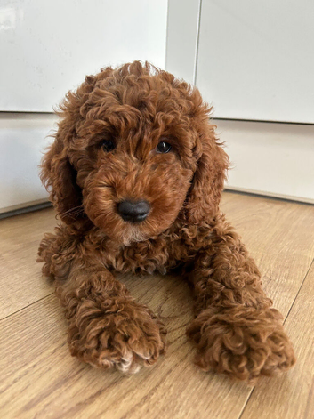Adorable F1BB cockapoo girl for sale