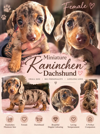 Dapple female miniature dachshund