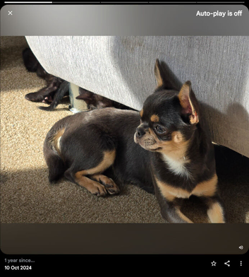 Handsome blue / tan Chihuahua male dog champion sired