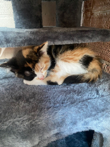 kitten