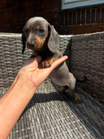 Miniature Dachshunds for sale