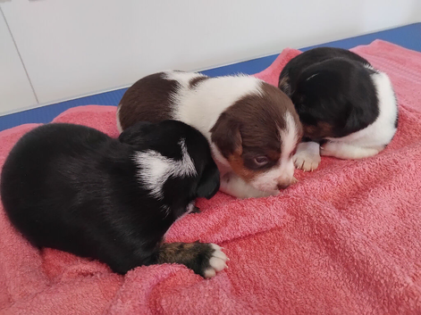 Jack Russell puppies ready 15th July