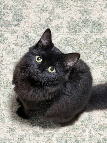 Kitten