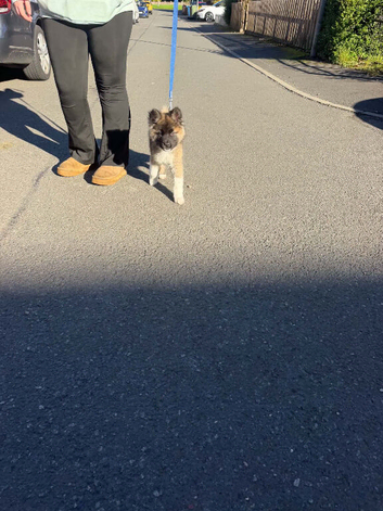 Female American Akita puppy