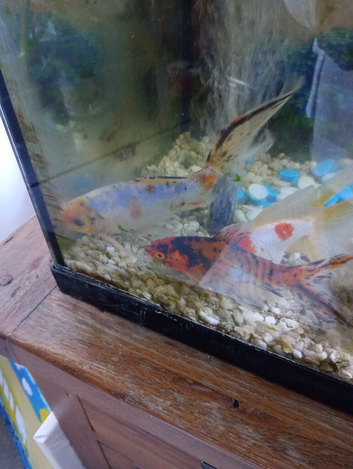 Gold fish