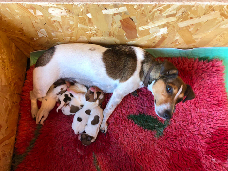 Jack Russell Puppies