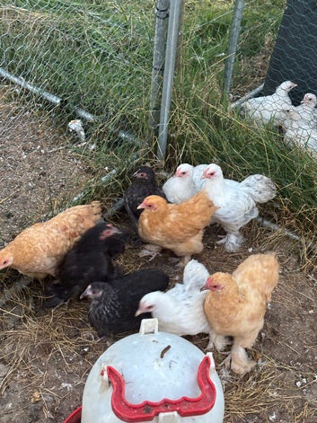 Point of lay Pekin bantam chickens