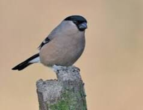 Bullfinch
