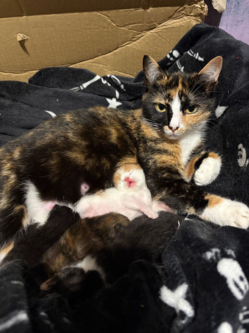 kittens for sale.
