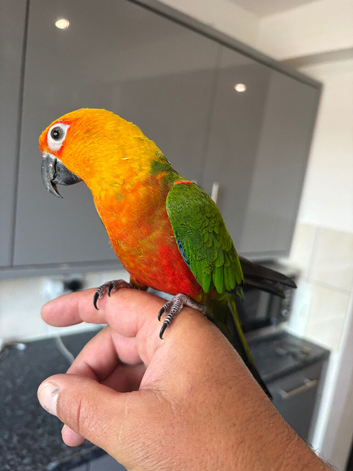 Silly tame Jenday conure