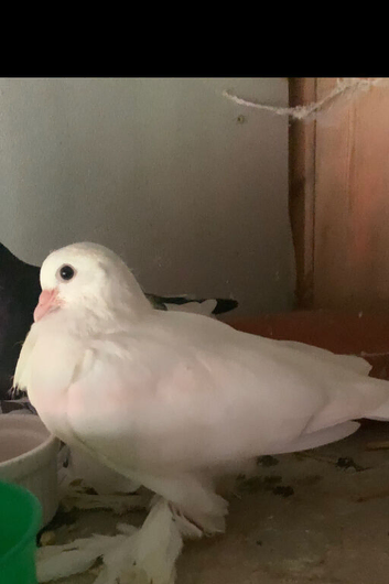 young tumbler pigeons