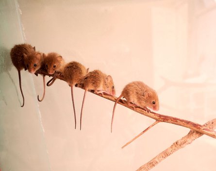 New harvest mice