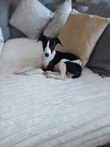 Beautiful girl whippet