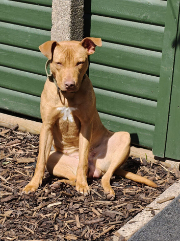 Female terrier mix
