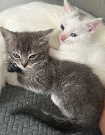 Mixed British short hair kittens