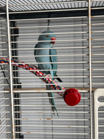 indian ringneck