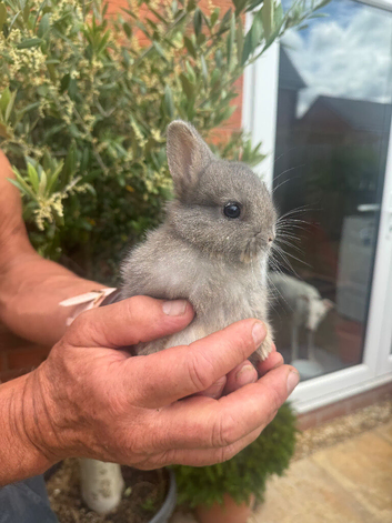 Ready now Netherland dwarf babies