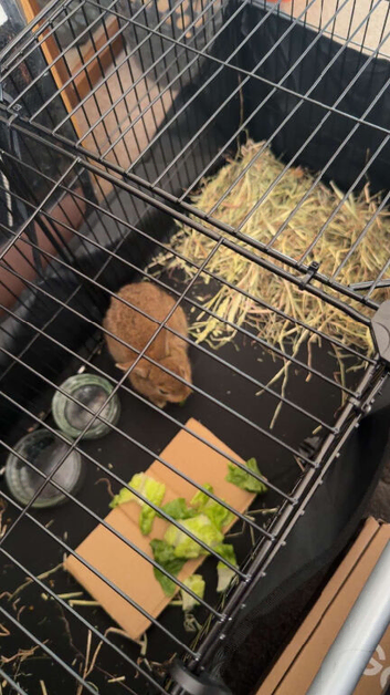 6 Weeks Female Bunny - Including cage, a crate, and food!