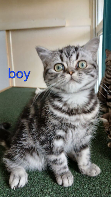British shorthair kittens