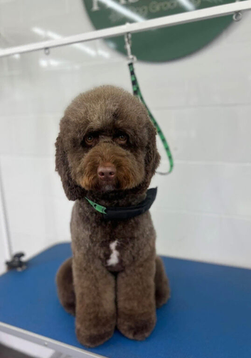Beautiful cockapoo babies