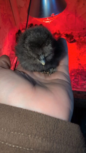 Silkie chicks day old