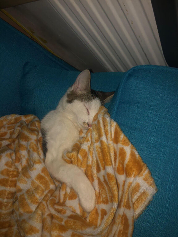 Cat looking for her forever home