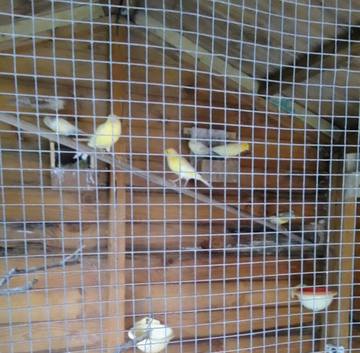 9 & Adult young Canaries & 1 pair Bengalese Finches