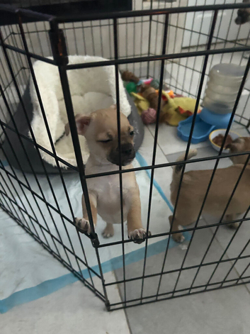 Selling a small puppy, a female.