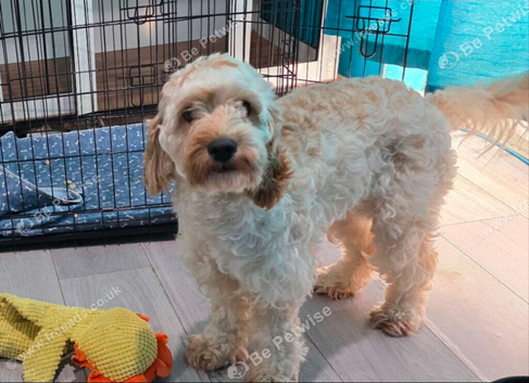Female cockapoo  Not spayed