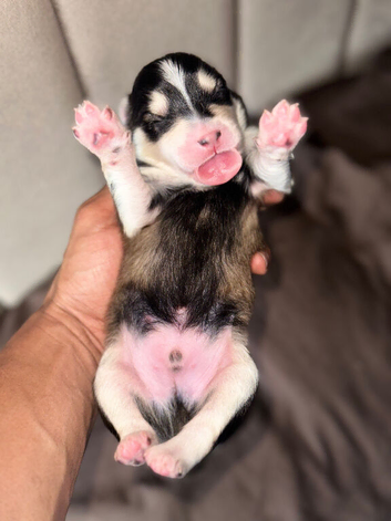 ️ OUR BEAUTIFUL POMSKY PUPPIES HAVE ARRIVED! ️