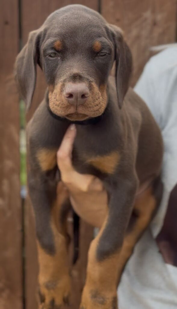 European dobermann brown puppy