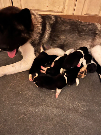 AKITA PUPS FROM KC REG REG PARENTS.