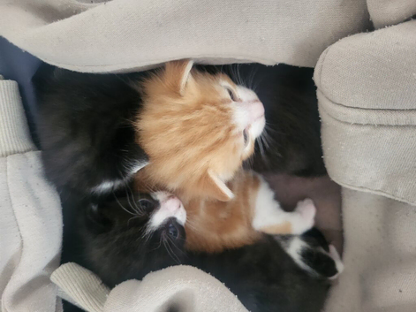 Kittens