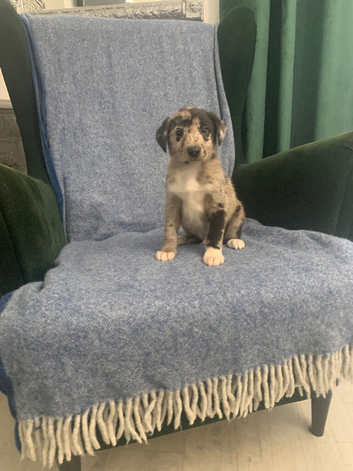 Ready now - Blue Merle Collie X Lurcher puppies