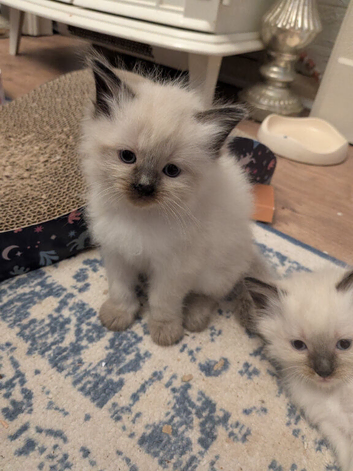 Ragdoll kittens ready now