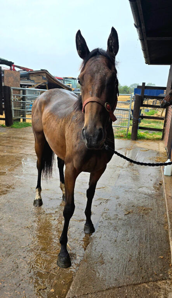 2yr Irish filly