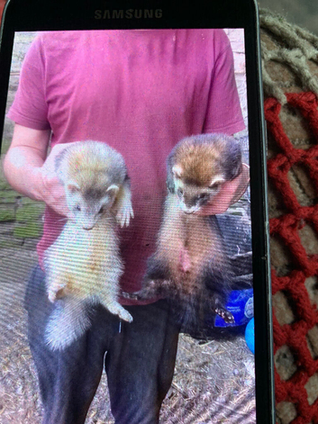 Ferret