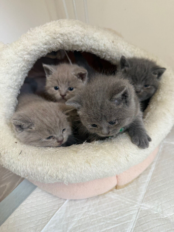 Kitten Bsh