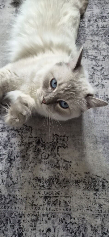 Ragdoll kittens