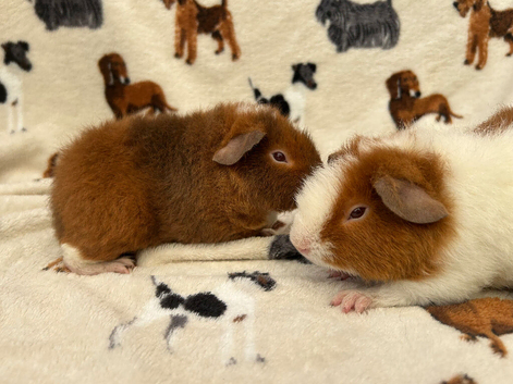 3 teddy boars