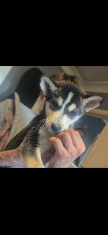 Siberian husky puppies