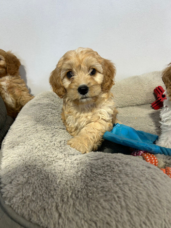 Gorgeous Cavapoochon puppies