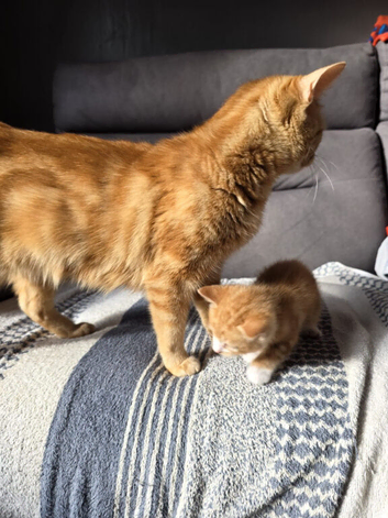 Kittens