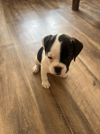 We have  adorable 1 girl left
