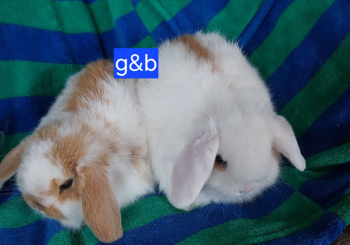 Mini lops for sale