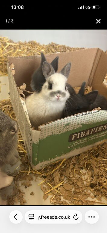 2 male Netherland dwarfs for sale