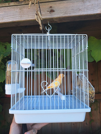 2 male canaries