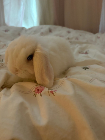 Friendly female mini lop