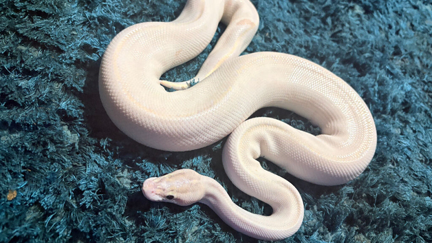 Rare white ball python stunning