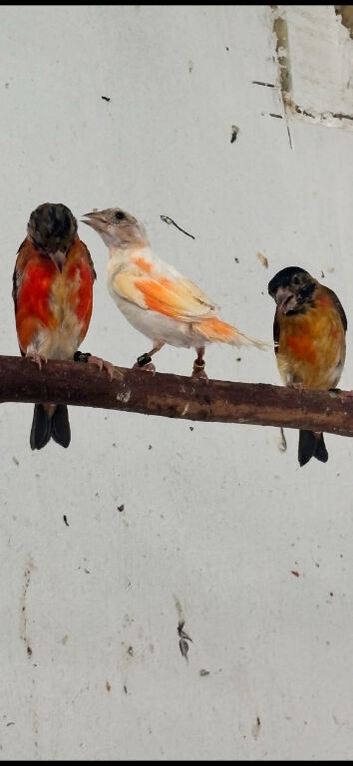 Red siskin mutation